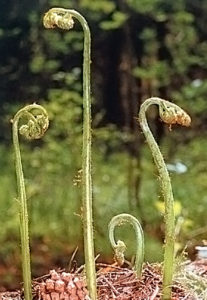 На снимке - рахисы папортоника-орляка, как выглядят в природе