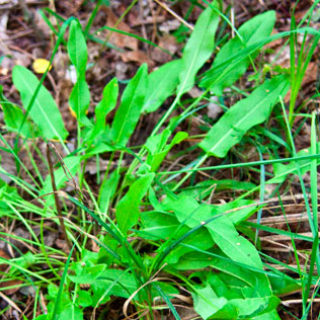 Щавель растет