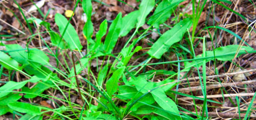 Щавель растет