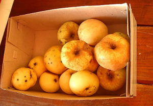 яблоки антоновка в коробке