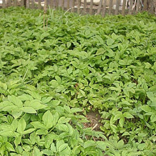 заросли сныти