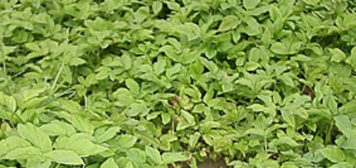 заросли сныти