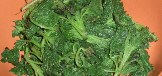 Крапива ошпарена