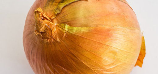 Большая головка репчатого лука