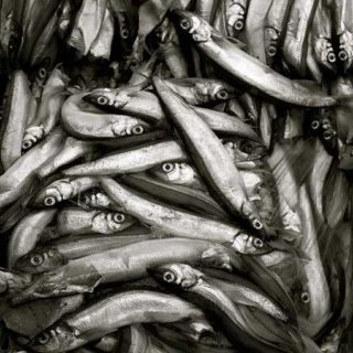 Много мойвы