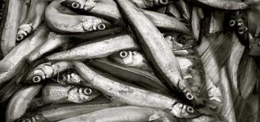 Много мойвы