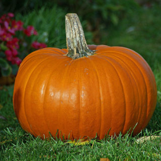 Очень большая тыква