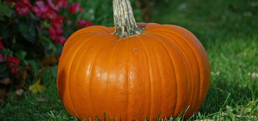 Очень большая тыква