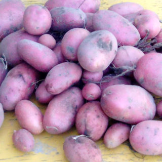 Свежевыкопанная картошка