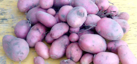 Свежевыкопанная картошка