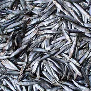 Сырые кильки